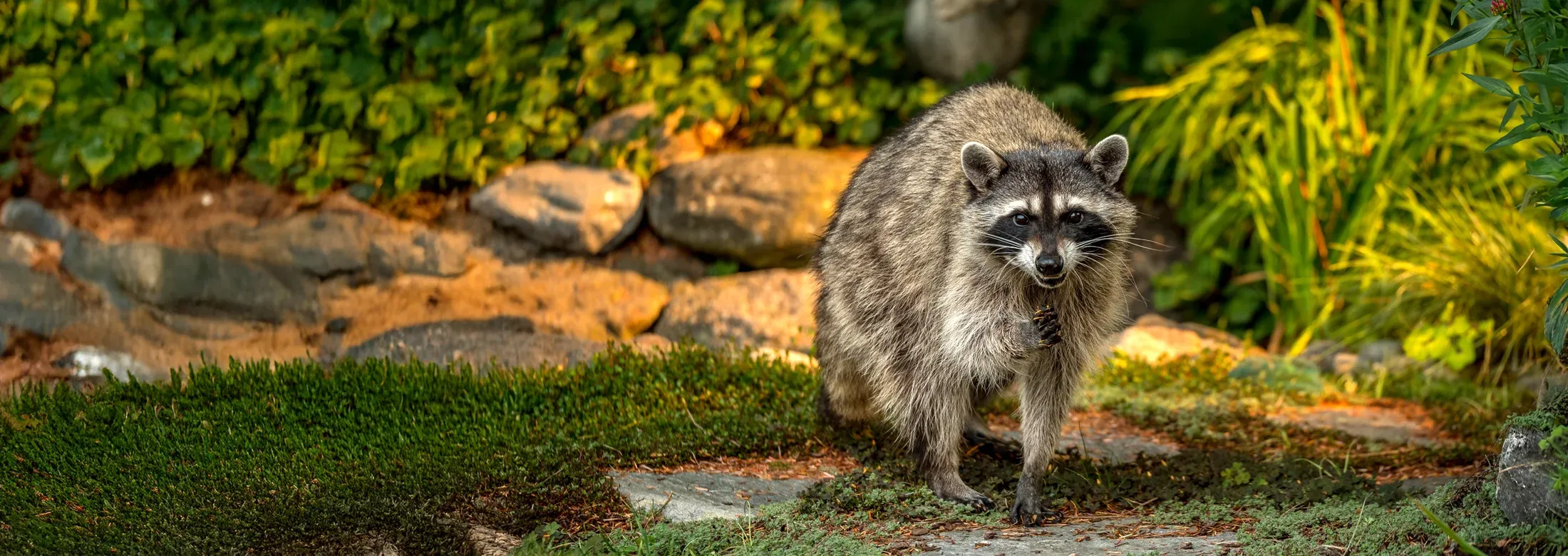 raccoon in backyard